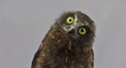 What A Hoot! This Baby Owl Has Some Moves…