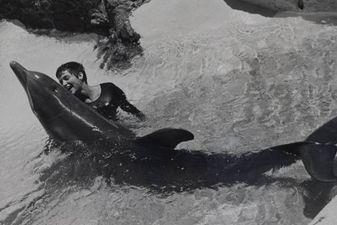 Researcher Speaks Out About Her Sexual Experiences With A Dolphin