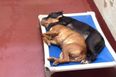 PICTURE – Heartbreaking Image Of Two Shelter Dogs Who Have Found Friendship