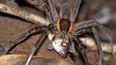 There Are New Variations Of Spiders… And Apparently They Can Kill Fish