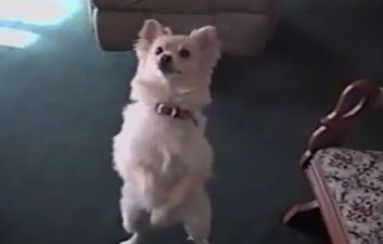 That’s Gas: The Funniest Video We’ve Seen This Week