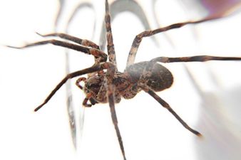 Spider Lives For Three Days Inside Man After Crawling Through Appendix Scar