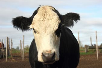 PICTURE: A Very Different “Date Night” in Mayo