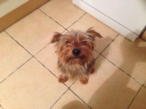 PICTURE: The Cutest Guard Dog You’ll Ever Meet