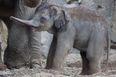 It’s a Boy! Dublin Zoo Welcomes a Bull Elephant Calf