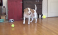 Brilliant! Watch As This Dogs Has The Best. Birthday. Ever.