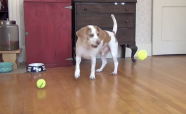 Brilliant! Watch As This Dogs Has The Best. Birthday. Ever.