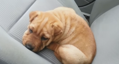 WATCH: This Compilation Of Puppies Hiccupping May Just Melt Your Heart