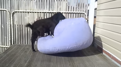 VIDEO: A Goat Meeting An Inflatable Chair Is As Great As It Sounds