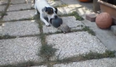 VIDEO: Forget The World Cup, Turtle Vs Dog Is The Only Ball Game We Want To Watch