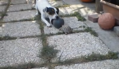 VIDEO: Forget The World Cup, Turtle Vs Dog Is The Only Ball Game We Want To Watch