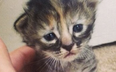 PICTURE: Move Over Grumpy Cat, ‘Purrmanently Sad Kitten’ Is In Town