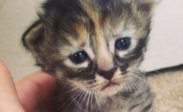 PICTURE: Move Over Grumpy Cat, ‘Purrmanently Sad Kitten’ Is In Town