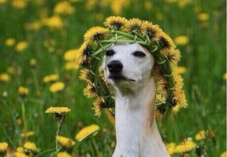 Nine Things You Are Guaranteed To See At An Irish Music Festival