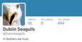 Dublin Seagulls: One Hilarious Twitter Account That Is Definitely Worth A Follow