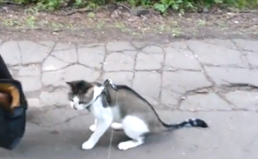 VIDEO: This Poor Cat Has ZERO Time for the Outside World Today