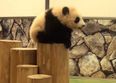 VIDEO: Baby Pandas Falling Over Is The Only Thing You Need To See Today