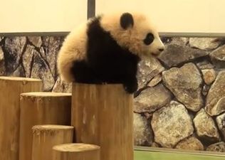 VIDEO: Baby Pandas Falling Over Is The Only Thing You Need To See Today