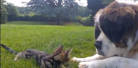 VIDEO: Just Look At Them! The Two Best Friends That Anyone Could Have