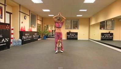VIDEO – Nothing To See Here, Just A Pit Bull Performing A Choreographed Belly Dance With His Owner