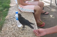 VIDEO: Those Seagulls Could Learn A Thing Or Two… Clever Crow Asks Humans For A Sip Of Water