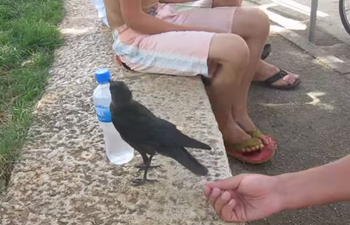 VIDEO: Those Seagulls Could Learn A Thing Or Two… Clever Crow Asks Humans For A Sip Of Water