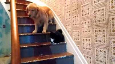 VIDEO – This Poor Dog Is Positively Terrified Of Walking Past This Cat On The Stairs