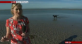 VIDEO: Weather Report Gets A Guest Appearance… From Connie The Squatting Dog