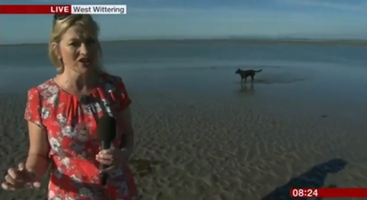 VIDEO: Weather Report Gets A Guest Appearance… From Connie The Squatting Dog