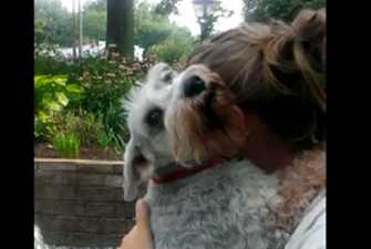 VIDEO: Dog Passes Out From Excitement When Family Member Returns Home