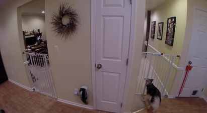 VIDEO – Owner Sets Up Camera To Find Out How Dog Keeps Escaping The Kitchen