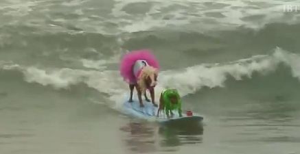 Nothing To See Here, Just A Dog Surfing Competition