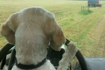 GALLERY: You NEED To See The Finalists For The Farmer’s Journal Summer Photo Competition