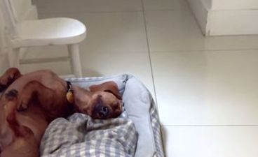 VIDEO: Is This The Happiest Dog In The World?