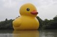 Have You Seen This Giant Duck? It’s Gone Missing In China