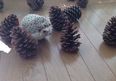 VIDEO – Tiny Hedgehog Meets Pine Cones, Yes It Is As Adorable As It Sounds
