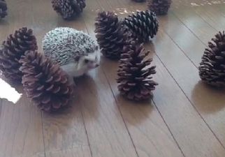 VIDEO – Tiny Hedgehog Meets Pine Cones, Yes It Is As Adorable As It Sounds
