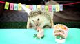 Nothing To See Here, Just A Tiny Birthday Party For A Tiny Hedgehog