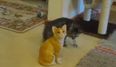 VIDEO: Kitten Turns Ninja To Fight With A Statue…Just Try Not To Laugh