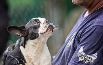 VIDEO – Rescue Dog Enjoys Her First Snuggle