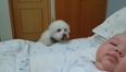 VIDEO – This Puppy Just Really Wants To Get A Look At This Baby