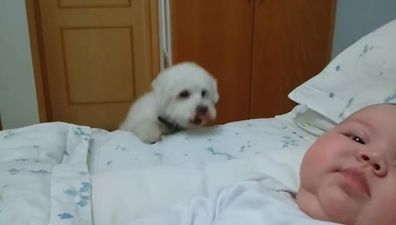 VIDEO – This Puppy Just Really Wants To Get A Look At This Baby