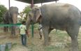 VIDEO: Raju The Elephant Rescued From Chains Thriving In New Home And Even Has A New Best Friend