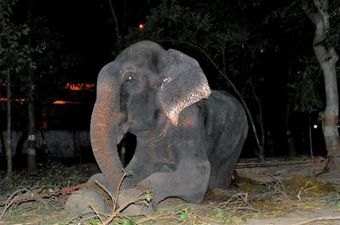 VIDEO – Elephant Held In Chains For Fifty Years Cried Upon Release