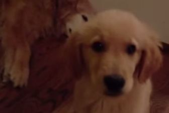 Friday Aww… Retriever Puppy Comforts Older Dog After Bad Dream