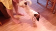 VIDEO: This Dog Thinks He’s A Wind-Up Toy, Continues To Adorably Chase His Own Tail