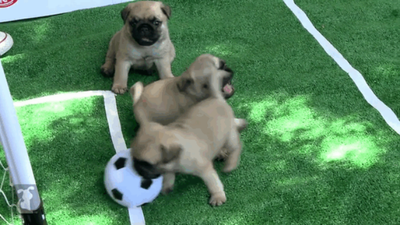 The Greatest Gif Of All Time – World Pup Pugs Tackle Their Own Football Final
