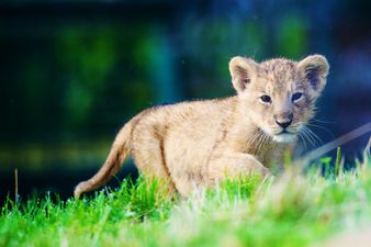 Too Cute: Dublin Zoo’s New Arrival Just Can’t Wait to Be King