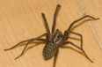 WATCH: Want To Banish Spiders? All You Have To Do Is Sing Opera…