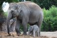 Dublin Zoo Announces Birth Of Second Baby Elephant